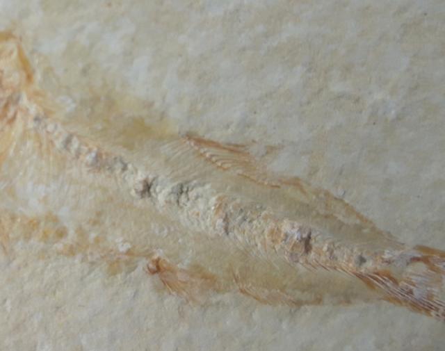 Ascalabos voithii MUENSTER 1839 - Bild &copy; FossNet FossilienStore